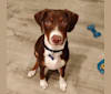 Jake, an American Pit Bull Terrier and Treeing Walker Coonhound mix tested with EmbarkVet.com