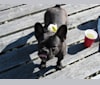Gretta, a French Bulldog tested with EmbarkVet.com