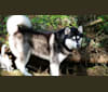 Kaskae, an Alaskan Malamute tested with EmbarkVet.com