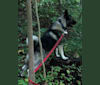 Teddy Bear, a Norwegian Elkhound tested with EmbarkVet.com