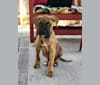 Roman, a Boxer and German Shepherd Dog mix tested with EmbarkVet.com