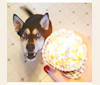 Milo, a Siberian Husky and Rat Terrier mix tested with EmbarkVet.com