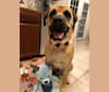 Baloo, a Cane Corso and Labrador Retriever mix tested with EmbarkVet.com