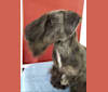 Nikita, a Cesky Terrier tested with EmbarkVet.com
