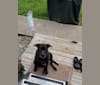 Dozer, an American Pit Bull Terrier and Labrador Retriever mix tested with EmbarkVet.com