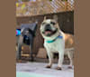 Macky, a French Bulldog tested with EmbarkVet.com