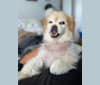 Maggie, a Pekingese and Chihuahua mix tested with EmbarkVet.com