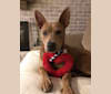 Photo of Trixie, an American Pit Bull Terrier, German Shepherd Dog, Chow Chow, and Mixed mix in Katy, Texas, USA