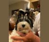 Ellie, a Biewer Terrier tested with EmbarkVet.com