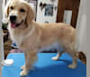 Photo of WC's Little Miss Hot Cakes "Bindi", a Golden Retriever  in Scappoose, OR, USA