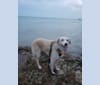 Photo of Lily, a West Asian Village Dog  in Key West, Florida, USA