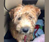 Olivia, a Soft Coated Wheaten Terrier tested with EmbarkVet.com