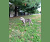 Apollo, a Weimaraner tested with EmbarkVet.com