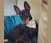 Madison, a Manchester Terrier (Toy) tested with EmbarkVet.com