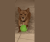 Westin, a Chihuahua and Rat Terrier mix tested with EmbarkVet.com
