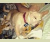 Basil, a Chihuahua and Miniature Pinscher mix tested with EmbarkVet.com