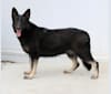 Jersey, a German Shepherd Dog tested with EmbarkVet.com
