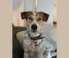 Pepsi, a Southeast Asian Village Dog tested with EmbarkVet.com