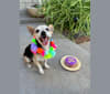 Spike, a Chihuahua and Miniature Pinscher mix tested with EmbarkVet.com