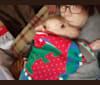 Little Stinky Baby, a Xoloitzcuintli and Cocker Spaniel mix tested with EmbarkVet.com
