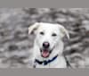 Malakai, a Siberian Husky and Labrador Retriever mix tested with EmbarkVet.com