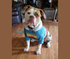 Photo of Sarah Jo (Mr. Sarah Jofus, Large Marge, Mom's Jofie), an American Bulldog  in Lebanon, MO, USA