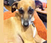Rosie, an Italian Greyhound and Shih Tzu mix tested with EmbarkVet.com
