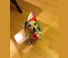 Maeson, a Rat Terrier and Russell-type Terrier mix tested with EmbarkVet.com