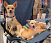 Photo of Bentley, a Chihuahua, Pomeranian, and Mixed mix in Puerto Rico