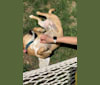 Duke, an Australian Cattle Dog and Australian Shepherd mix tested with EmbarkVet.com