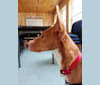 Dengo, a Western European Village Dog tested with EmbarkVet.com