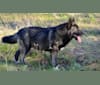 Photo of Stanley, a German Shepherd Dog, Alaskan Malamute, and Irish Wolfhound mix in DireWolf Dogs of Vallecito, LLC, Washington 25, Fruitland, WA, USA