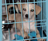 Minhyeok, a Chihuahua and Shih Tzu mix tested with EmbarkVet.com