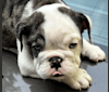 Makaveli, a Bulldog tested with EmbarkVet.com