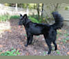 Ruby, a Labrador Retriever and German Shepherd Dog mix tested with EmbarkVet.com