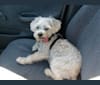 Photo of Peanut, a Miniature Schnauzer and Scottish Terrier mix in Los Angeles, California, USA