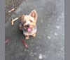 Dante, a Yorkshire Terrier tested with EmbarkVet.com