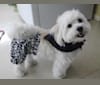 Photo of Jeter, a Havanese  in Toms River, New Jersey, USA