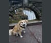 Photo of Dougie, a Chihuahua, Dachshund, and Pug mix in Bellingham, Washington, USA