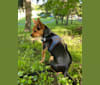 Lucy Bemi Fox, a Yorkshire Terrier and Chihuahua mix tested with EmbarkVet.com