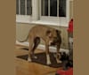 Photo of Annie, an American Pit Bull Terrier, American Bully, and American Staffordshire Terrier mix in St. John, U.S. Virgin Islands