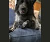 Jadie, a German Shepherd Dog and Chow Chow mix tested with EmbarkVet.com