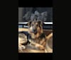 Ellie, a German Shepherd Dog and Beagle mix tested with EmbarkVet.com
