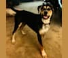 Swayze, a Labrador Retriever and German Shepherd Dog mix tested with EmbarkVet.com