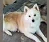 Ava, an American Eskimo Dog and Siberian Husky mix tested with EmbarkVet.com