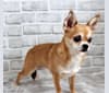 Maddy, a Chihuahua tested with EmbarkVet.com