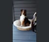 Jack, a Shetland Sheepdog tested with EmbarkVet.com