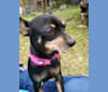 Lola, a Chihuahua and Miniature Pinscher mix tested with EmbarkVet.com
