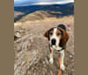 Hardy, a Treeing Walker Coonhound tested with EmbarkVet.com