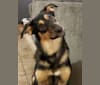 Tova, a German Shepherd Dog and Alaskan Malamute mix tested with EmbarkVet.com